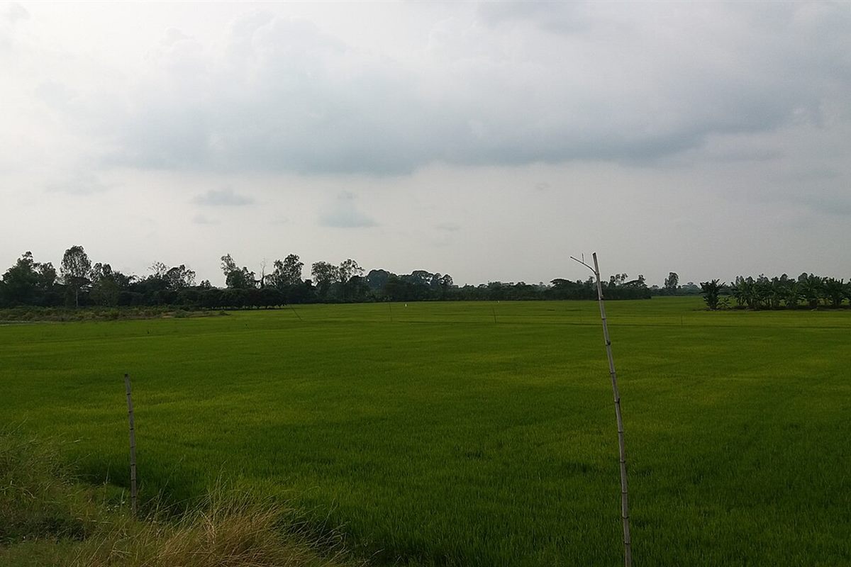 Ruộng lúa ở Châu Phú, An Giang