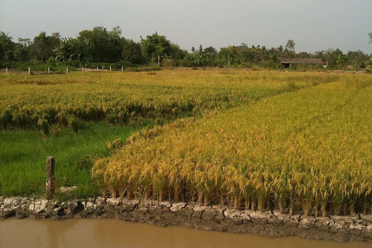 Ruộng lúa chín ở Cần Thơ