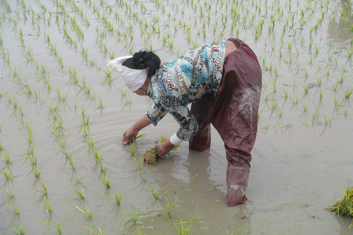 Người phụ nữ cấy lúa trên ruộng nước